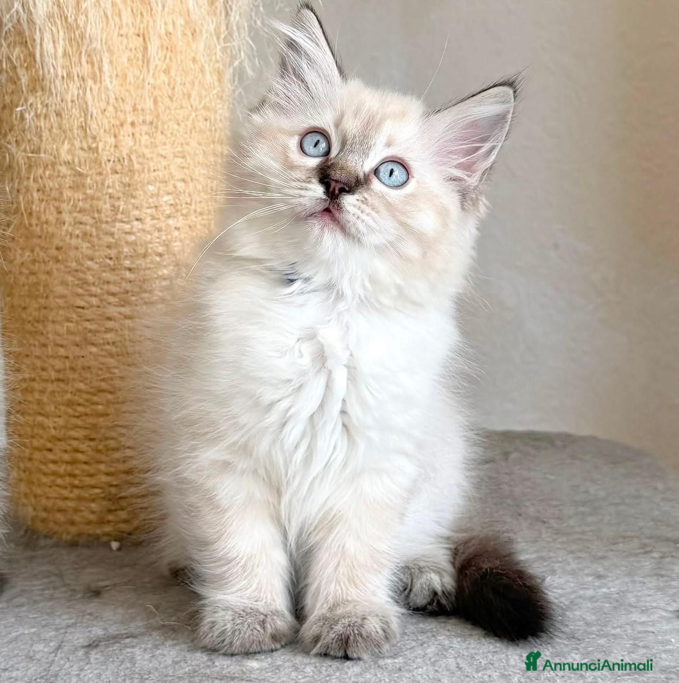 Ragdoll gatti Splendidi cuccioli di ragdoll - Annuncio 35
