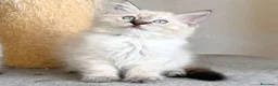 Ragdoll gatti in vendita: Splendidi cuccioli di ragdoll - Annuncio 1