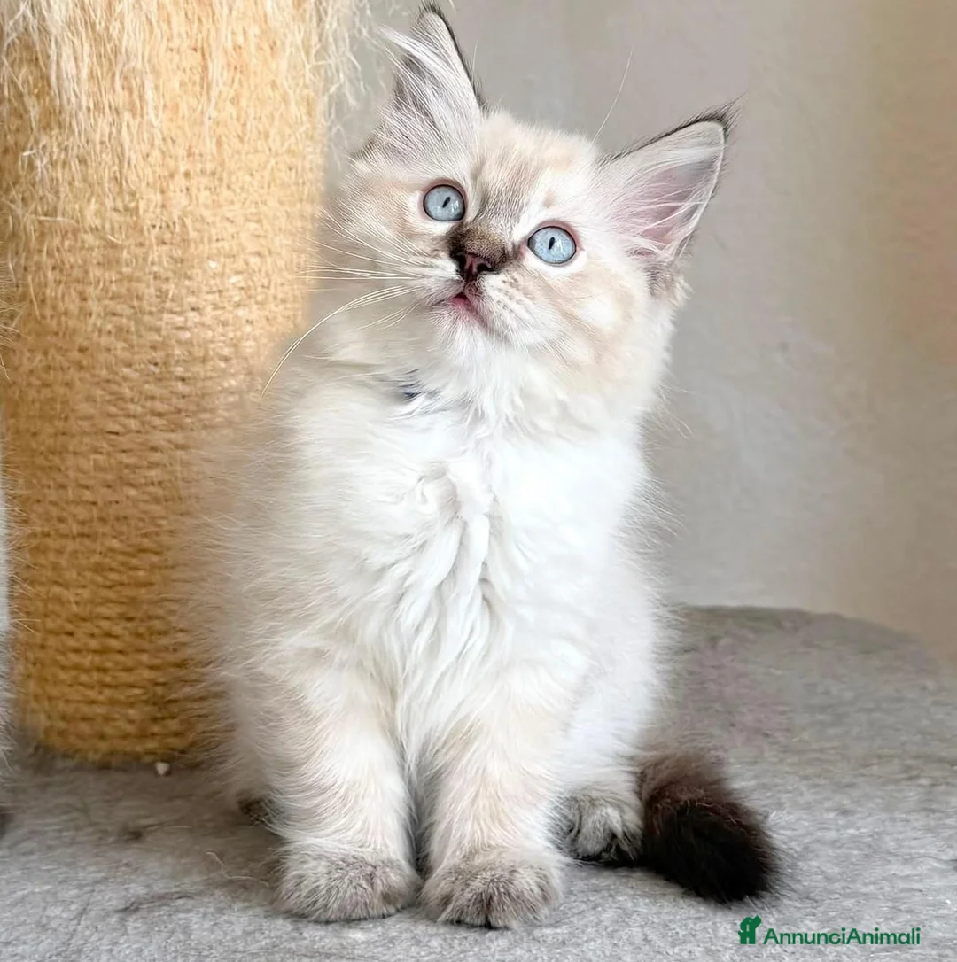 Ragdoll gatti in vendita: Splendidi cuccioli di ragdoll - Annuncio 1
