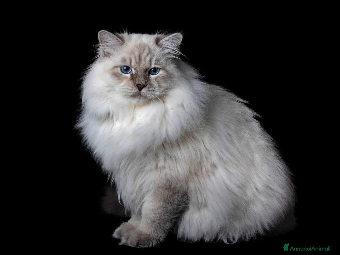 Immagine della galleria {{count}}