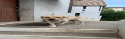 Labrador cani in regalo: CERCASI NUOVA FAMIGLIA PER LOVE - Annuncio 5