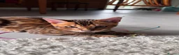 Bengala gatti in vendita: Bengala TICA Bellissimi ed Adorabili  a Città Metropolitana di Napoli - Annuncio 24