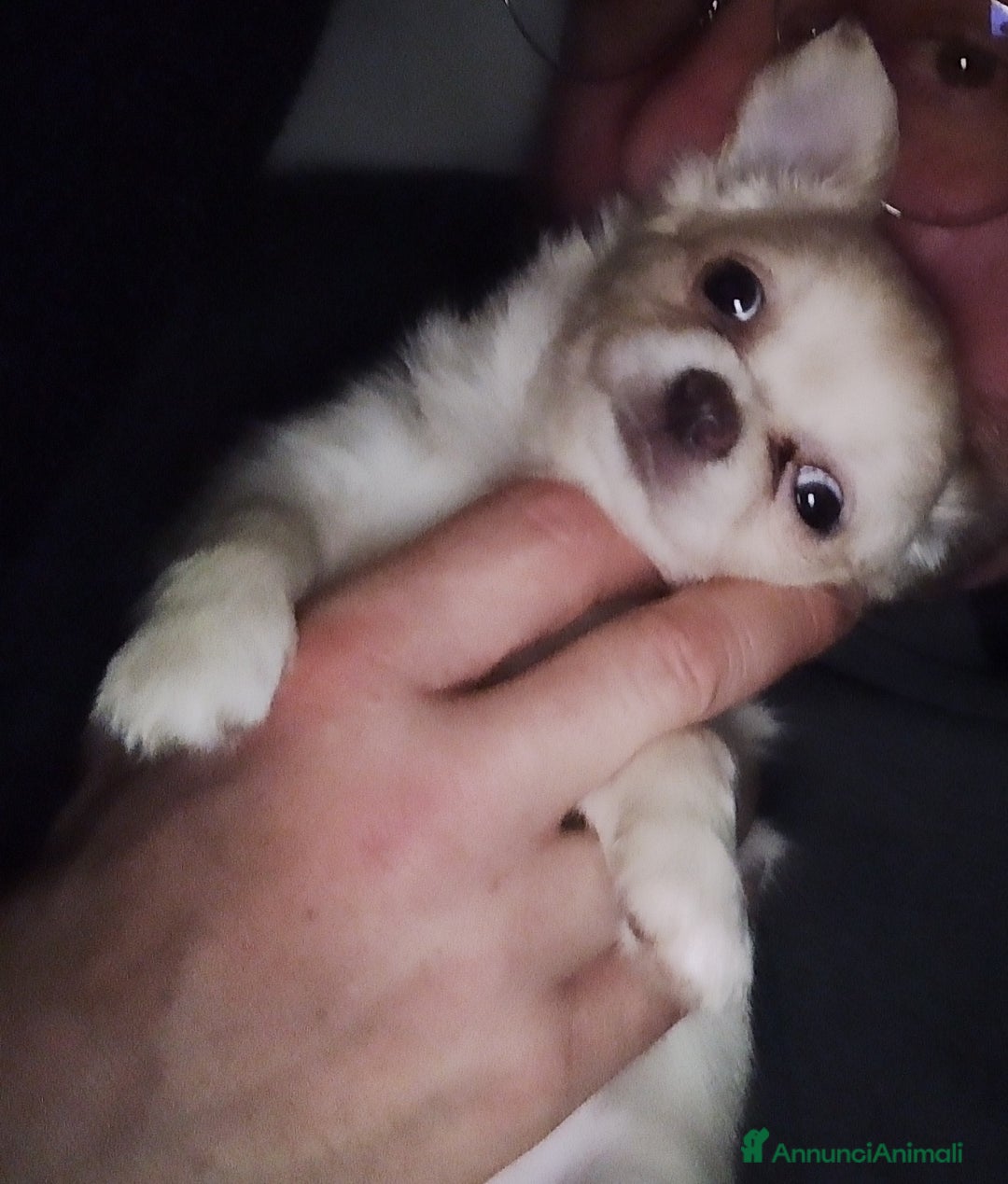 Chihuahua cani in vendita: Cucciole di chihuahua - Annuncio 6
