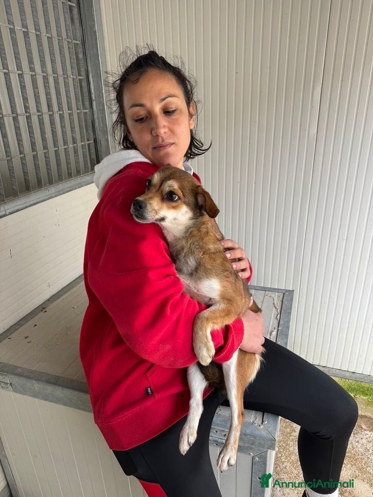 Meticcio cani Jenna: taglia piccola super dolce  - Annuncio 37