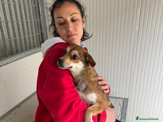 Meticcio cani Jenna: taglia piccola super dolce - Annuncio 37