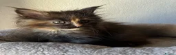 Maine Coon gatti in vendita: Femmine Maine Coon  - Annuncio 6