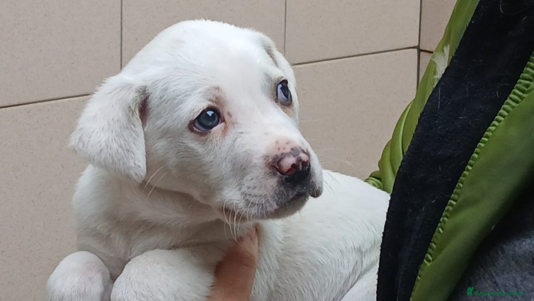 Meticcio cani in regalo: IL CUCCIOLO APOLLO STA CERCANDO UNA CASA - Annuncio 1