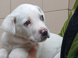 Meticcio cani IL CUCCIOLO APOLLO STA CERCANDO UNA CASA - Annuncio 3