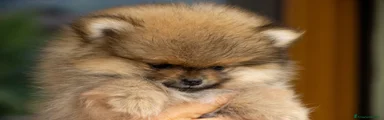 Volpino Pomerania 3