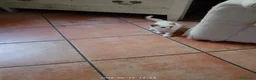 Meticcio gatti in regalo: GATTI ADORABILI a Provincia di Monza e della Brianza - Annuncio 9