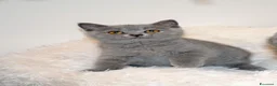 Scottish gatti in vendita: Scottish fold e straight con pedigree - Annuncio 1