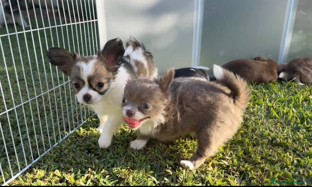 Chihuahua cani in vendita: Cuccioli chihuahua  a Città metropolitana di Milano - Immagine 5