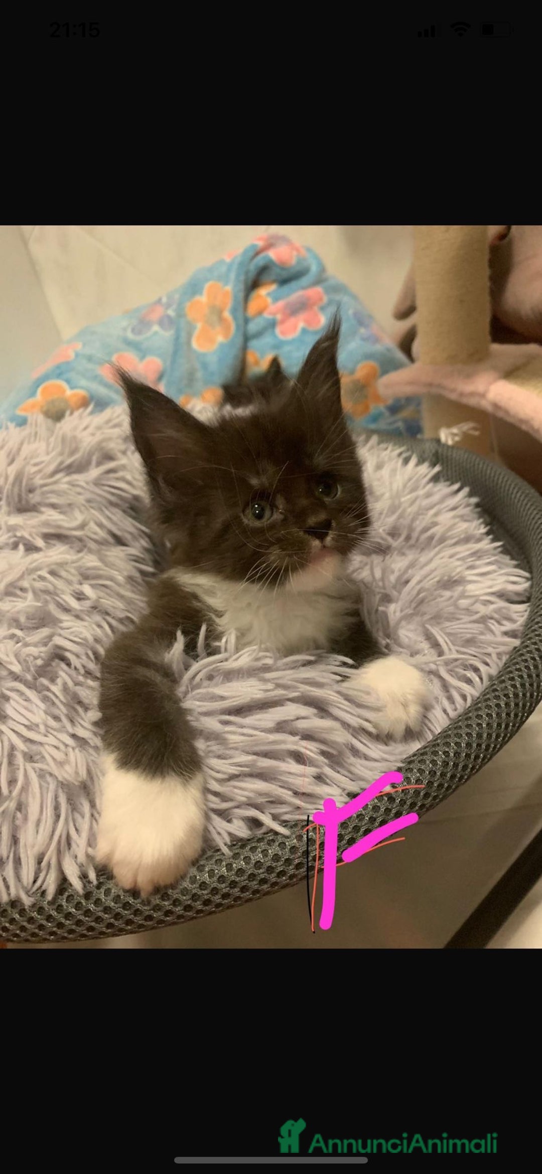 Maine Coon gatti in vendita: Bellisime femine da mama e papa grandisimi - Annuncio 3