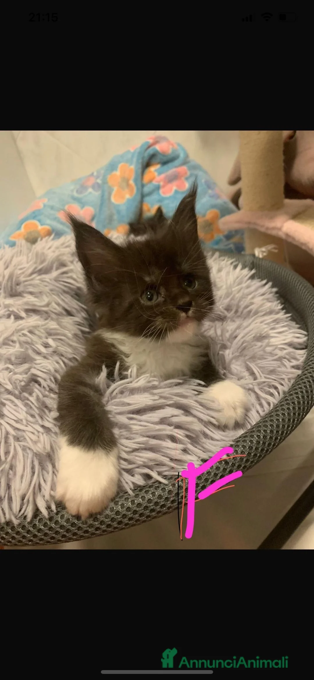 Maine Coon gatti in vendita: Bellisime femine da mama e papa grandisimi - Annuncio 3