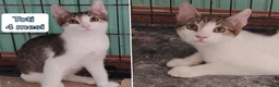 Altre razze gatti in regalo: Servono adozioni x questi micini  a Provincia di Modena - Annuncio 5