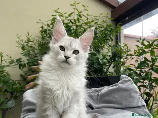 Maine Coon gatti Bellissima cucciola shaded - Annuncio 7