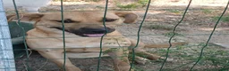 Meticcio cani in regalo: Andreina: dolce e socievole con tutti  - Annuncio 4
