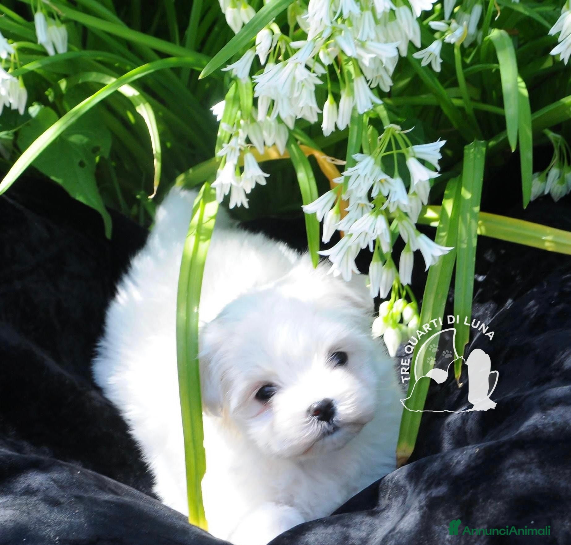 Maltese cani in vendita: Maltese Toy Cucciolo Trequartidiluna - Annuncio 3