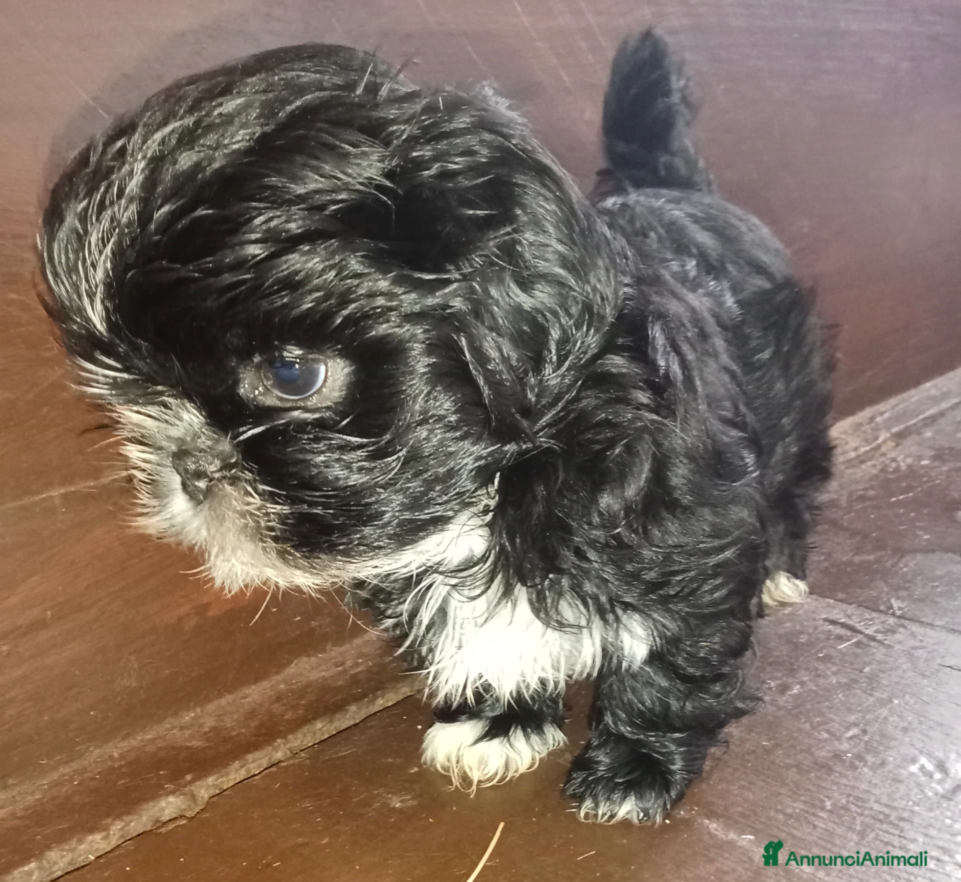 Shih Tzu cani Splendidi cuccioli di Shih tzu - Annuncio 4