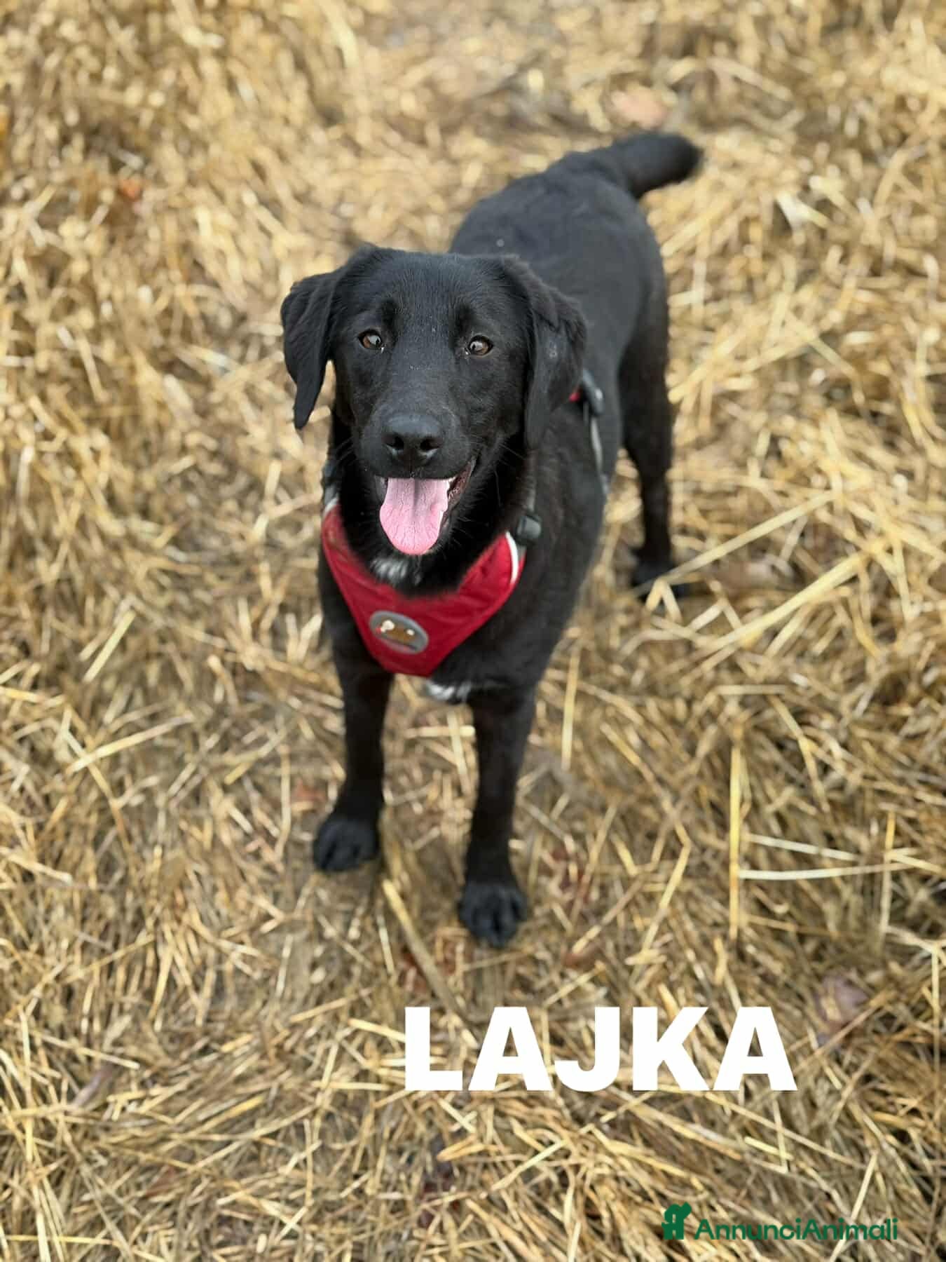 Meticcio cani LAJKA 6 KAJLA, dolci cucciole invisibili. - Annuncio 18