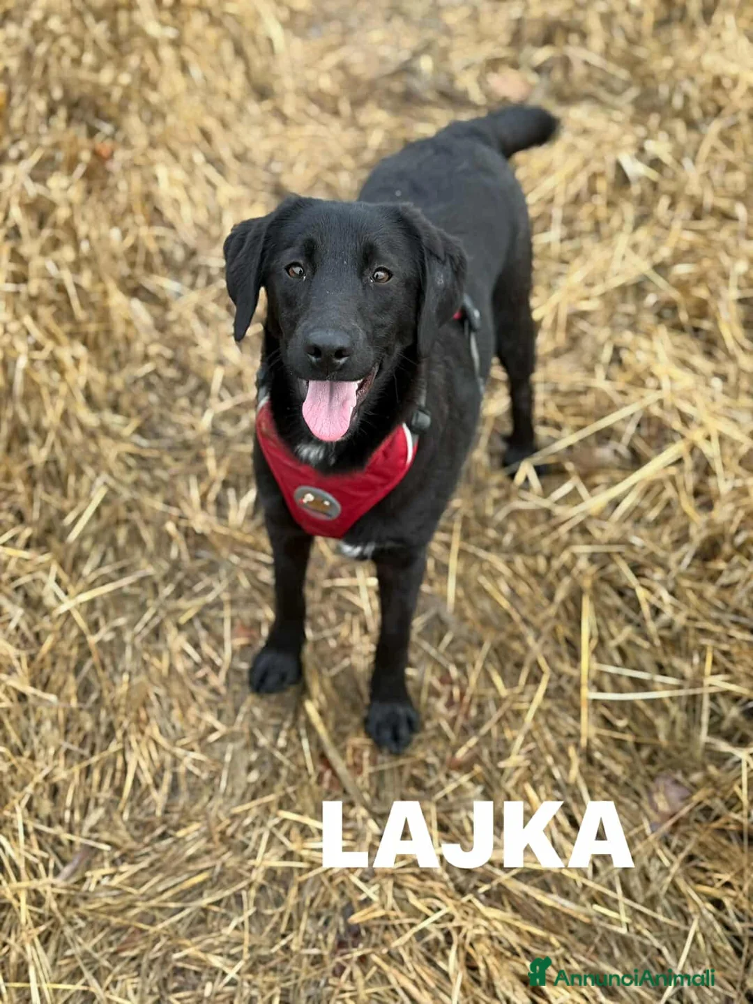 Meticcio cani in regalo: LAJKA 6 KAJLA, dolci cucciole invisibili. - Annuncio 1