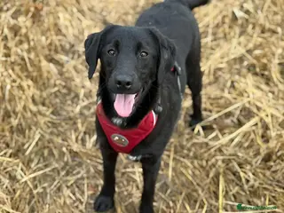 Meticcio cani LAJKA 6 KAJLA, dolci cucciole invisibili. - Annuncio 18