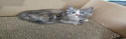 Maine Coon gatti in vendita: Cuccioli maine coon - Annuncio 9