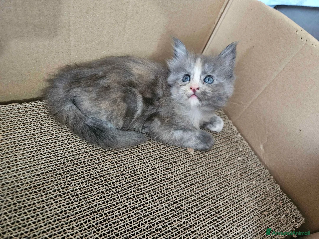 Maine Coon gatti in vendita: Cuccioli maine coon - Annuncio 9