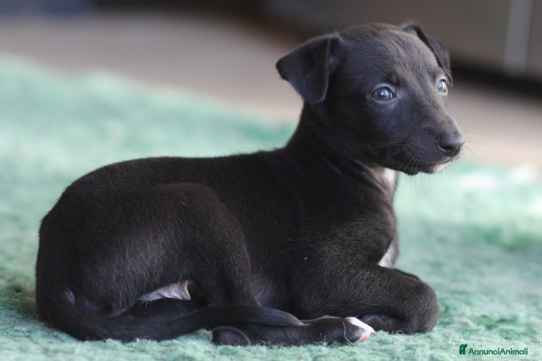 Whippet cani in vendita: Cuccioli di whippet  - Annuncio 5