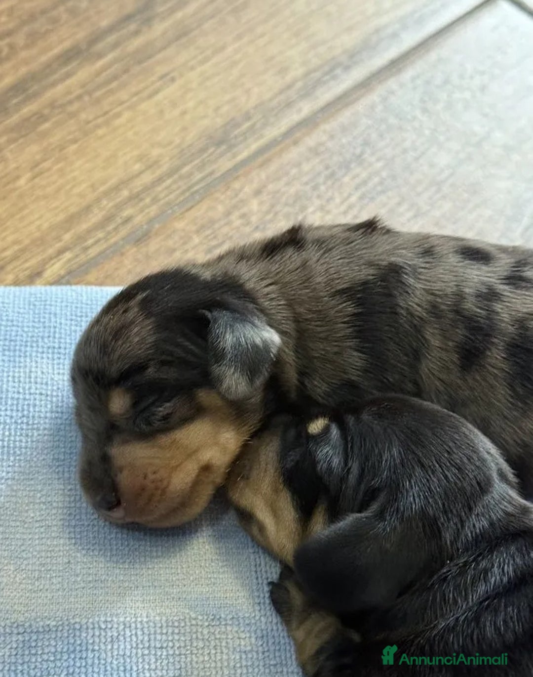 Bassotto cani in vendita: Bassotti Cuccioli - Immagine 3