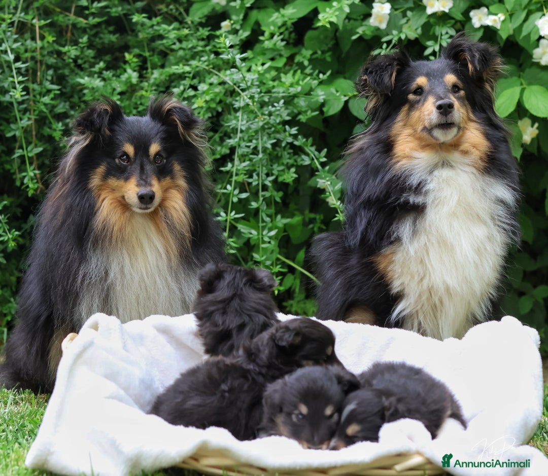 Shetland Sheepdog cani in vendita: Cuccioli Shetland sheepdog a Provincia di Alessandria - Immagine 10