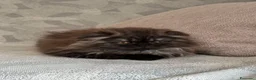 Scottish gatti in vendita: Gattine Scottish longhair  - Annuncio 7