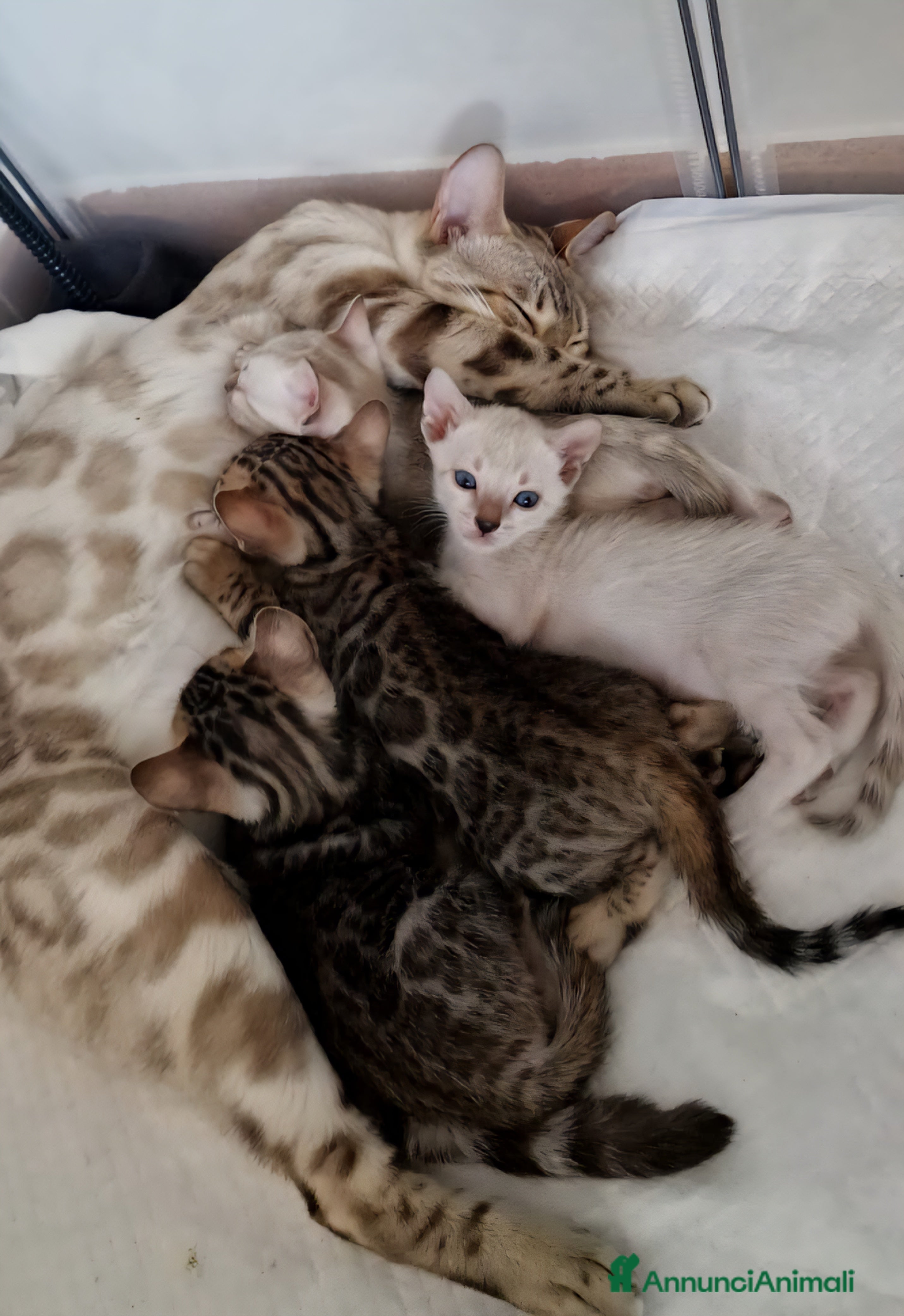 Bengala gatti Femmina Bengala Snow lynx Pedigree  - Annuncio 1