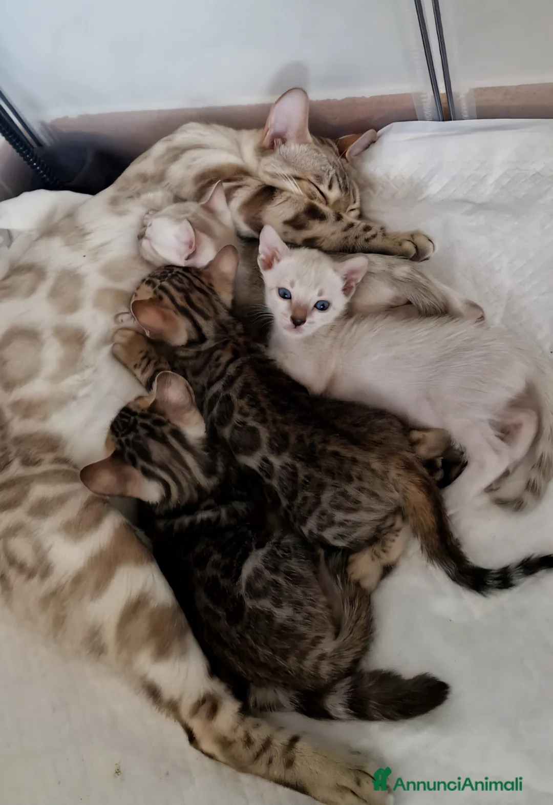 Bengala gatti in vendita: Femmina Bengala Snow lynx Pedigree  - Annuncio 1