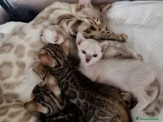 Bengala gatti Femmina Bengala Snow lynx Pedigree - Annuncio 6