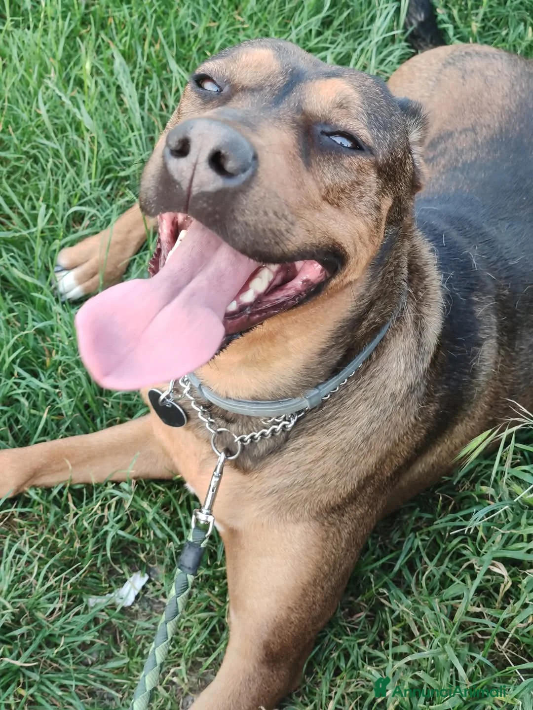 Meticcio cani in regalo: Tonino, 5 mesi, simil belga. Socievolissimo - Annuncio 2