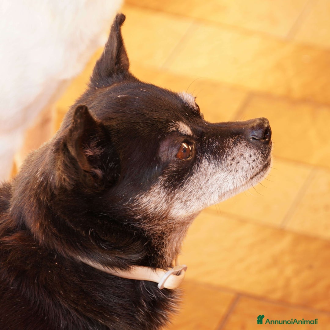 Meticcio cani in regalo: Nerina, la peperina cicciottina  - Annuncio 5
