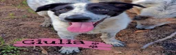 Meticcio cani in regalo: GIULIA 🩷 DUE OCCHI CHE NON PASSANO INOSSERVATI a Provincia di Parma - Annuncio 2