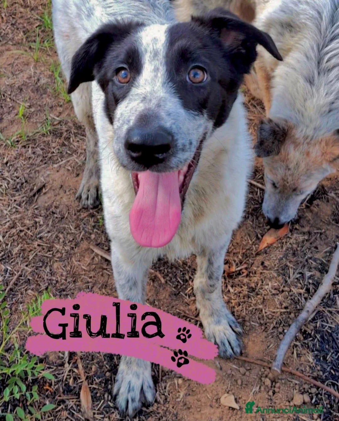 Meticcio cani in regalo: GIULIA 🩷 DUE OCCHI CHE NON PASSANO INOSSERVATI a Provincia di Parma - Annuncio 2