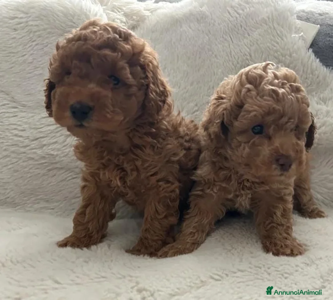 Barboncino Toy cani in vendita: Barboncini toy rossi - Annuncio 8