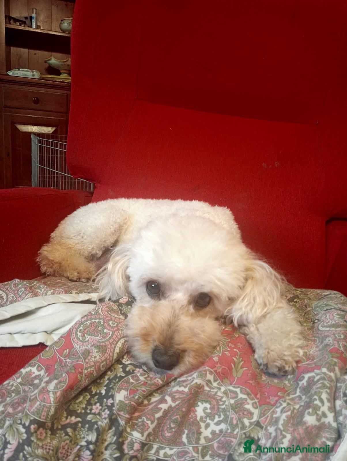 Barboncino cani Cuccioli barboncino nano - Annuncio 1