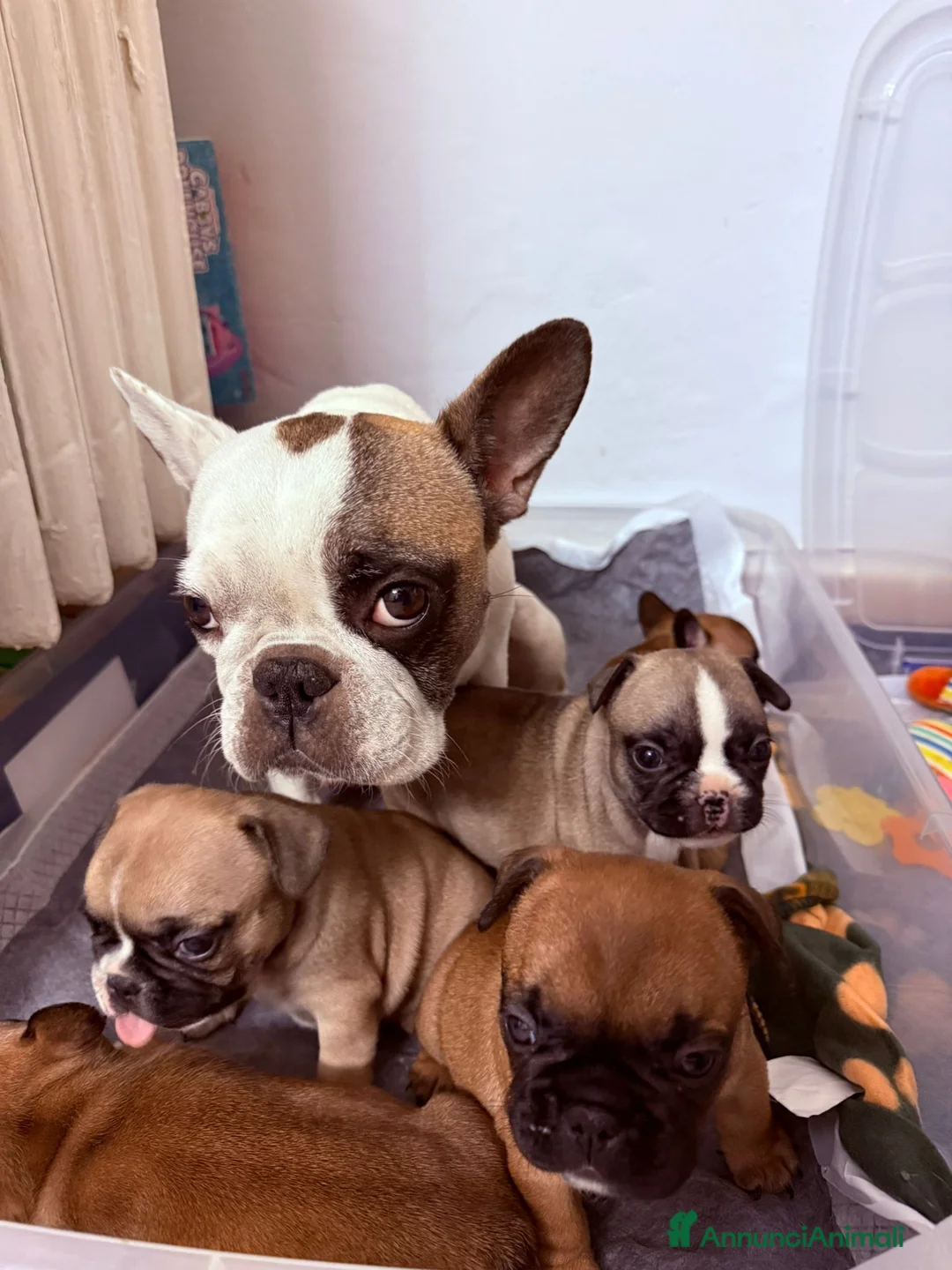 Bulldog Francese cani in vendita: Ultimi due cuccioli disponibili  - Annuncio 1