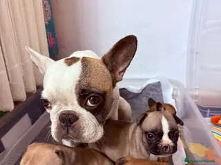 Bulldog Francese cani Ultimi due cuccioli disponibili - Annuncio 1