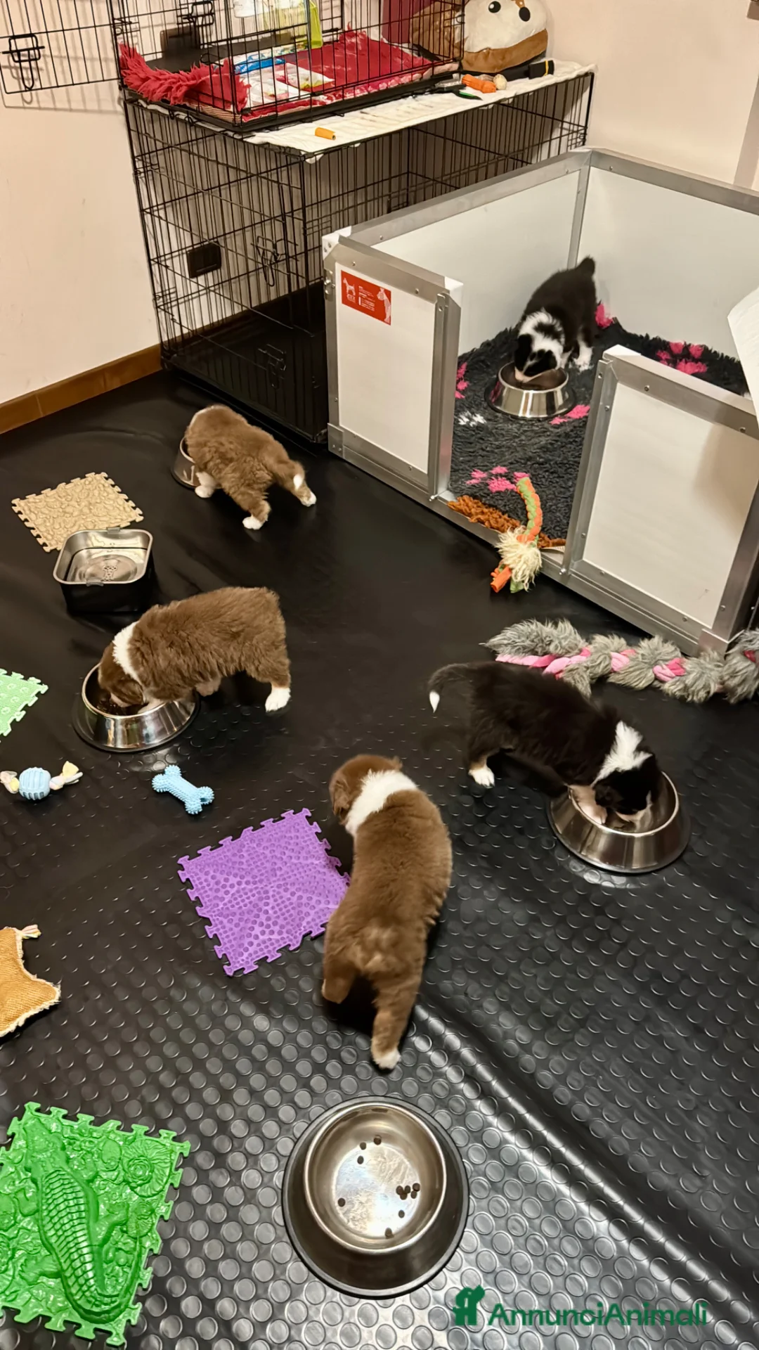 Australian Shepherd cani in vendita: Unlimi 3 cuccioli di Australian Shepherds - Annuncio 8