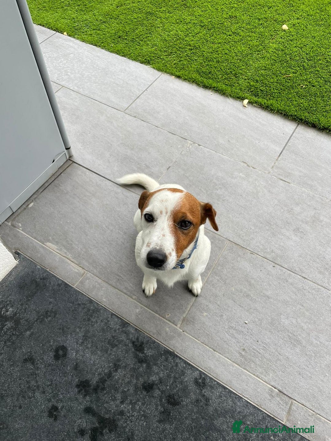 Jack Russell cani in regalo: Sono un jack russell e cerco nuova casa a Provincia di Brescia - Immagine 3