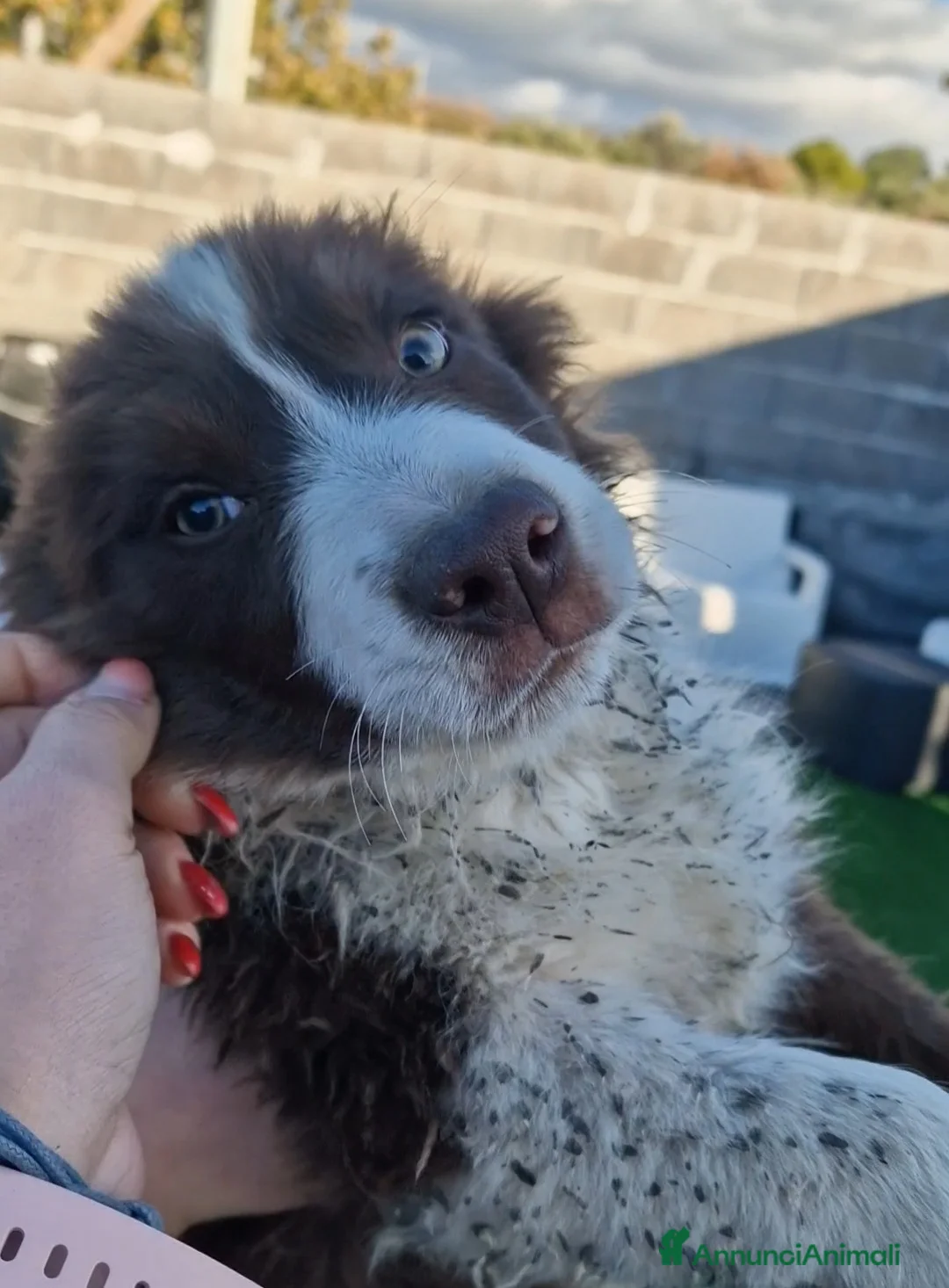 Border Collie cani in vendita: Cuccioli di border collie  - Annuncio 2