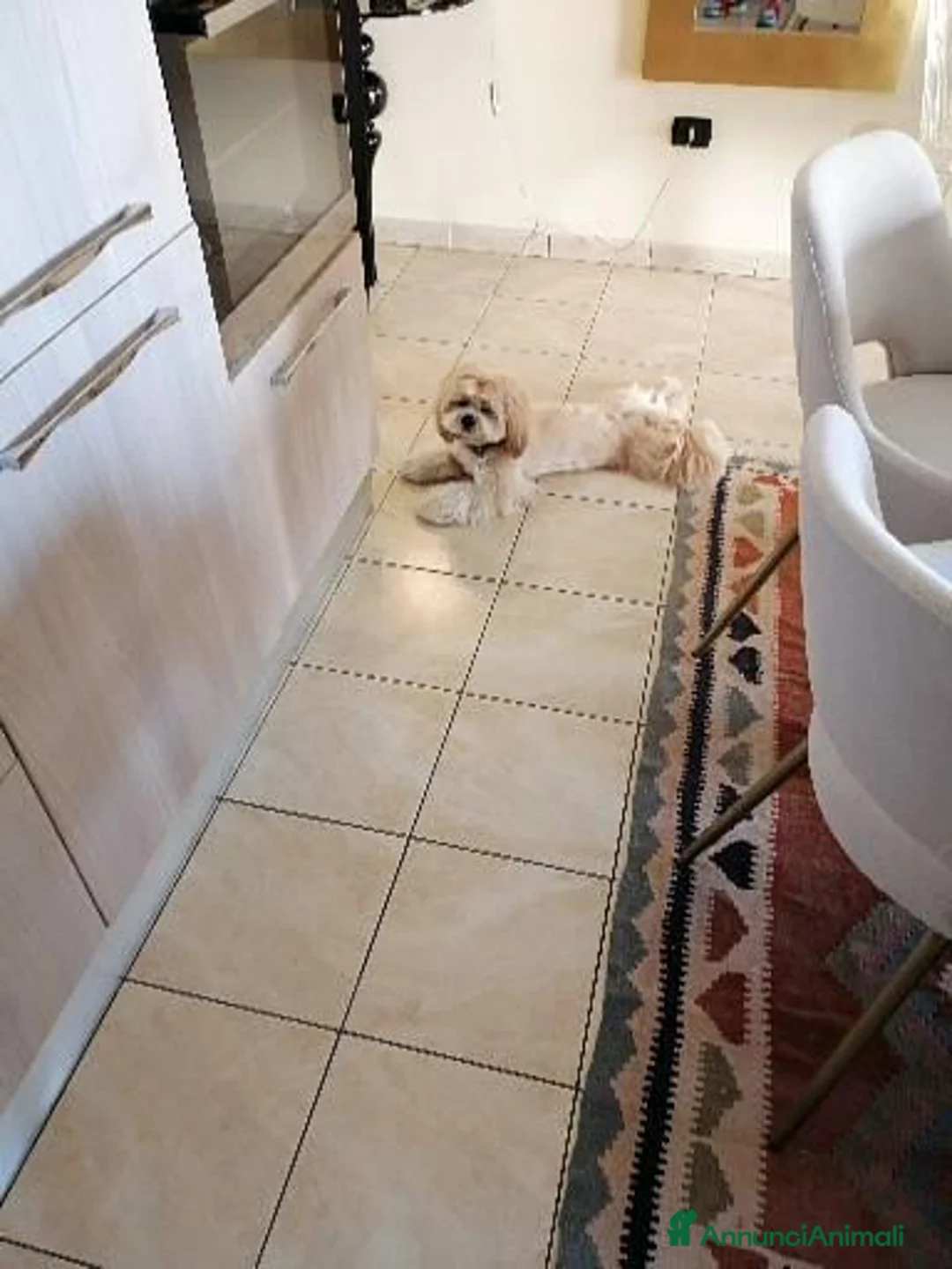Lhasa Apso cani per accoppiamento: Leonardo a Provincia di Lecce - Annuncio 1