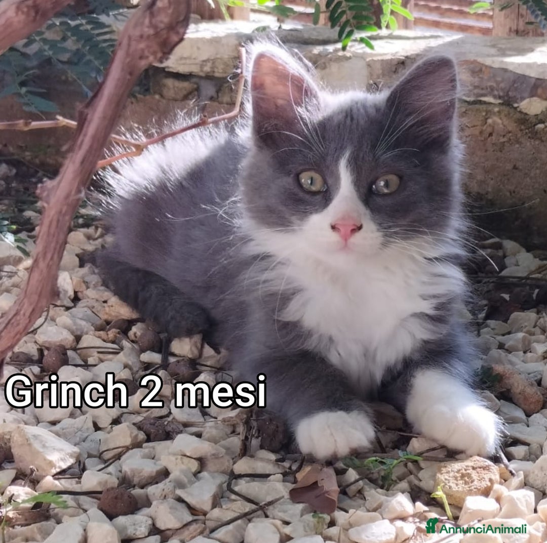 Meticcio gatti in regalo: GATTINI ABBANDONATI: EMERGENZA  - Annuncio 1