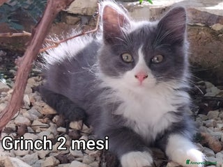 Meticcio gatti GATTINI ABBANDONATI: EMERGENZA - Annuncio 1