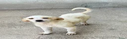 Meticcio cani in regalo: Lia femmina  a Provincia di Pisa - Annuncio 3